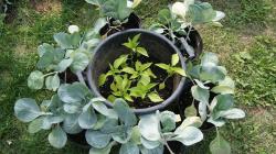 Cliquez pour agrandir Jardin collectif : présentation du projet