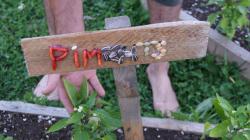 Cliquez pour agrandir Jardin collectif : Les graines s'affichent (atelier)